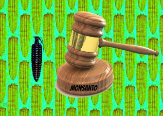 monsanto-GMO-corn-300x214