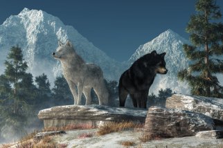 white_wolf__black_wolf_by_deskridge-dak32c7