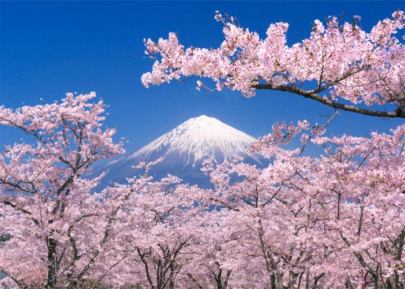 Fioritura-Ciliegi-Giappone-1